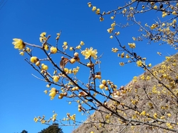 ロウバイの花が...