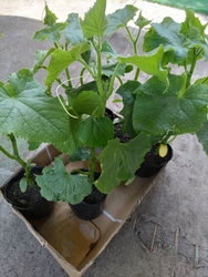 母と家庭菜園に...