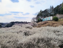 鎌倉山を調べて...