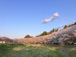 仕事帰りに、桜...