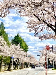 満開の桜並木(...