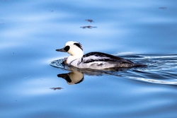 野鳥撮影に行き...