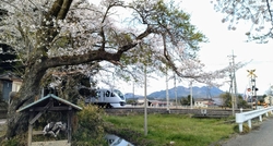 土曜午後参拝。...