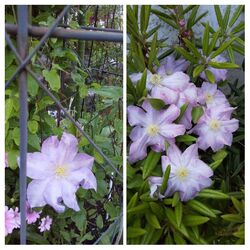 境内はお花が沢...