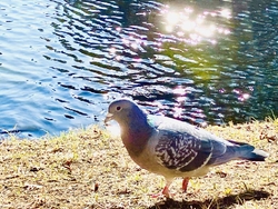 水面のシンチレ...