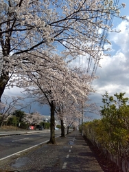 朝方は雨降りで...