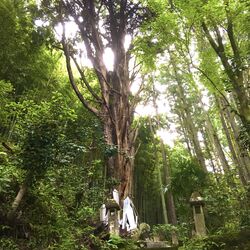 朝のウォーキン...