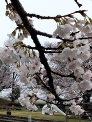 「桜の名所を巡...