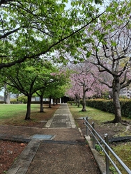 早咲きの河津桜...