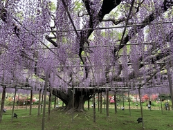 今年は4月25...