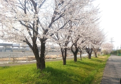 桜がとても綺麗...