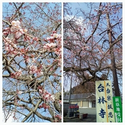 小山桜百選で樹...