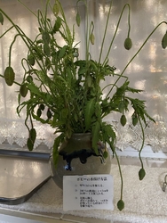 ポピーが咲く頃...