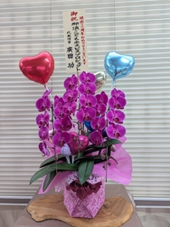 本日雛祭りの日...