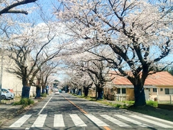 我が家の“お花...