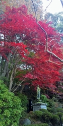 紅葉スポットで...