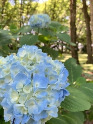 紫陽花の花を見...
