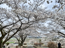 今年も桜が綺麗...