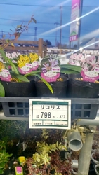 ガーデニングコ...
