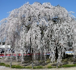 城山西小学校の...
