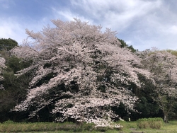 桜を見ながらの...