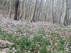 カタクリの花を...
