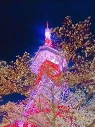 夜桜を見に行っ...