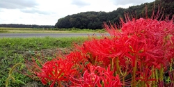 大谷地区にオー...
