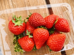 毎年いちご狩り...