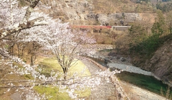 今年も桜が満開...