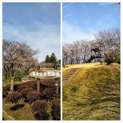 桜が約900本...