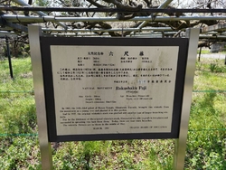 藤の花が観られ...