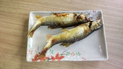 今年最後のやな...