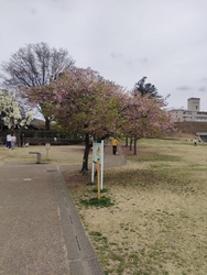 河津桜は葉桜に...