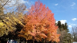 駐車場の楓がめ...