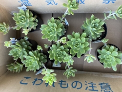 庭の一部を、苔...