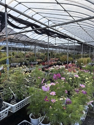 寄せ植え用の花...