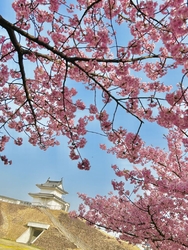 河津桜がとても...