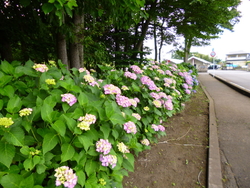花特集にこちら...