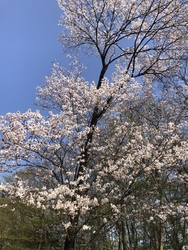 子どもたちを連...