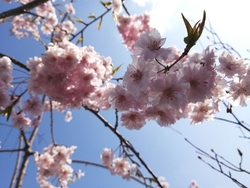 桜の花が満開で...