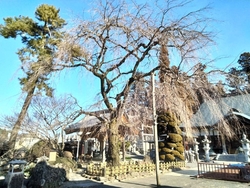 掲示板には寺ヨ...
