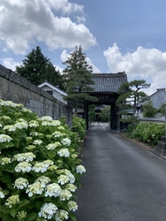 黄金色の弁天様...