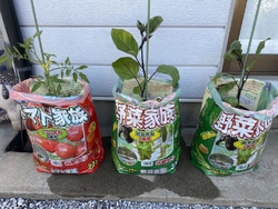 昨年は、プラン...