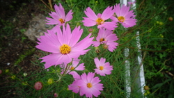 秋の花を見に行...