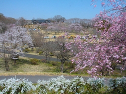 つがの里花彩祭...