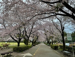 千本松牧場の桜...