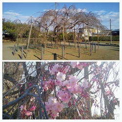山門前のソメイ...