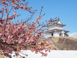 家族で桜まつり...