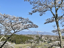 数日前に来た時...